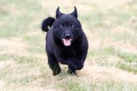 皇家（royalcanin）狗粮 成犬 迷你雪纳瑞成犬主粮 S